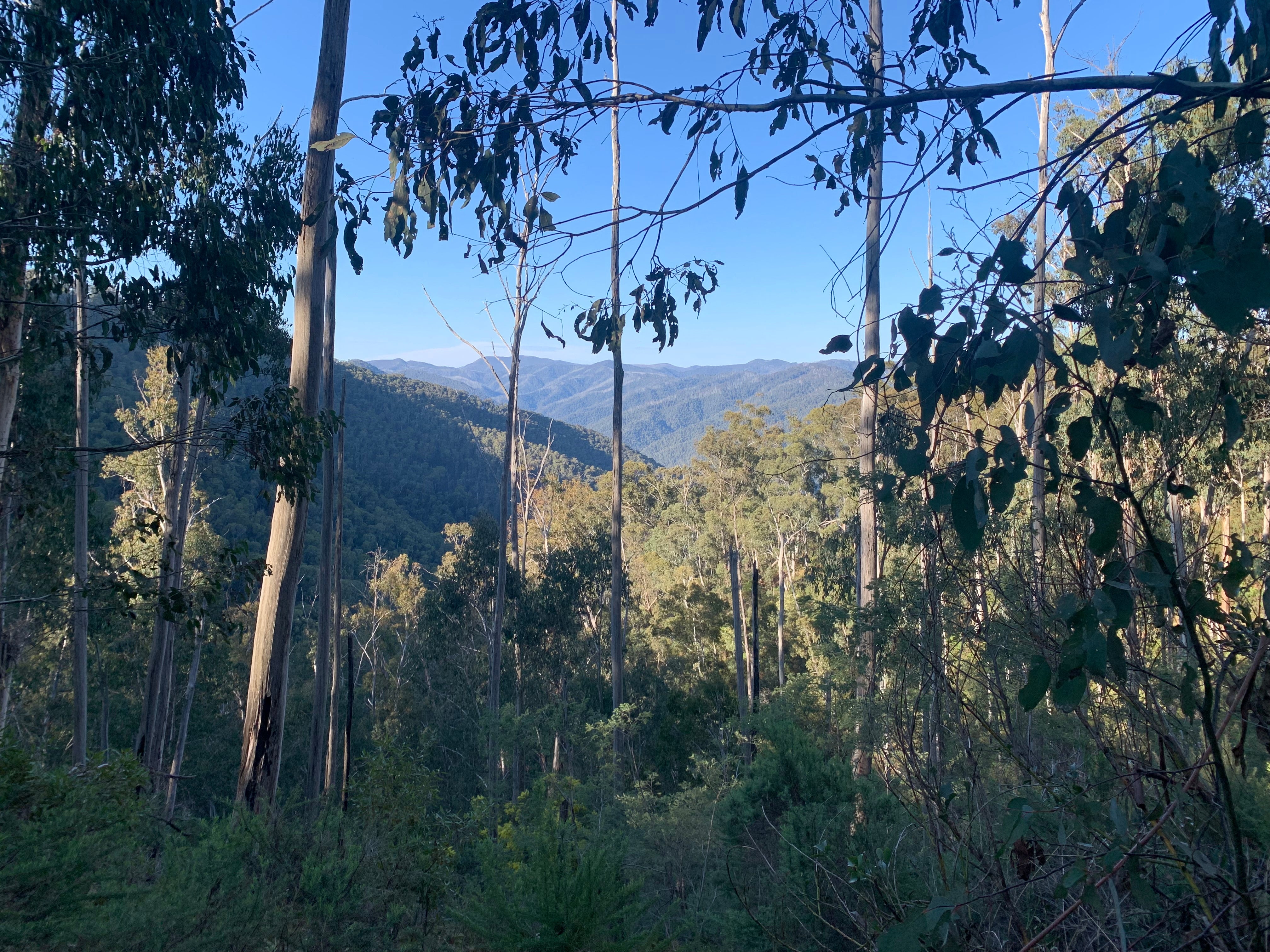 LOCAL TRAIL RUNS